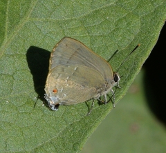 Allosmaitia strophius