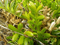 Gazania maritima
