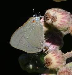 Allosmaitia strophius