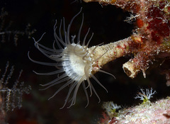 Palythoa mizigama