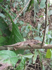 Anolis tropidonotus