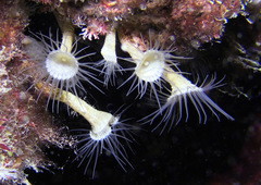 Palythoa mizigama
