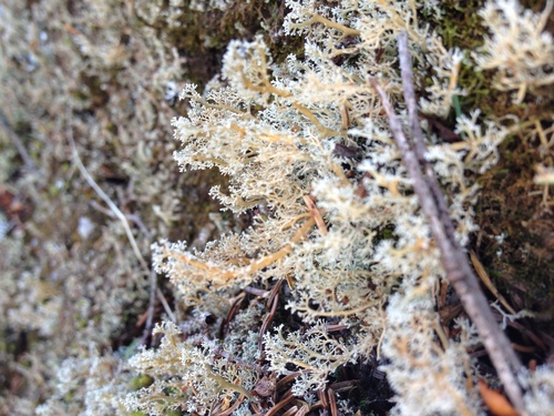 Sphaerophorus globosus image