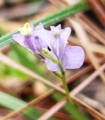Burmannia biflora