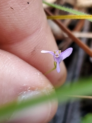Burmannia biflora