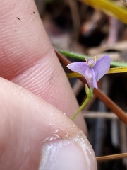 Burmannia biflora