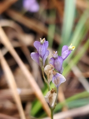 Burmannia biflora
