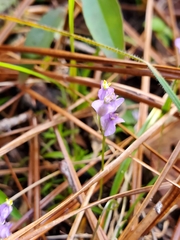 Burmannia biflora