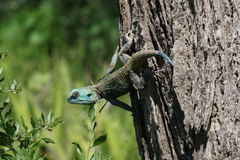 Acanthocercus atricollis