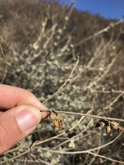 Malacothamnus hallii