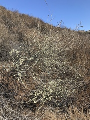 Malacothamnus hallii