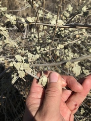 Malacothamnus hallii