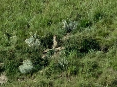 Marmota