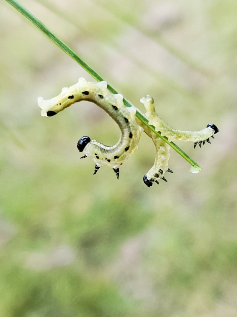 Neodiprion