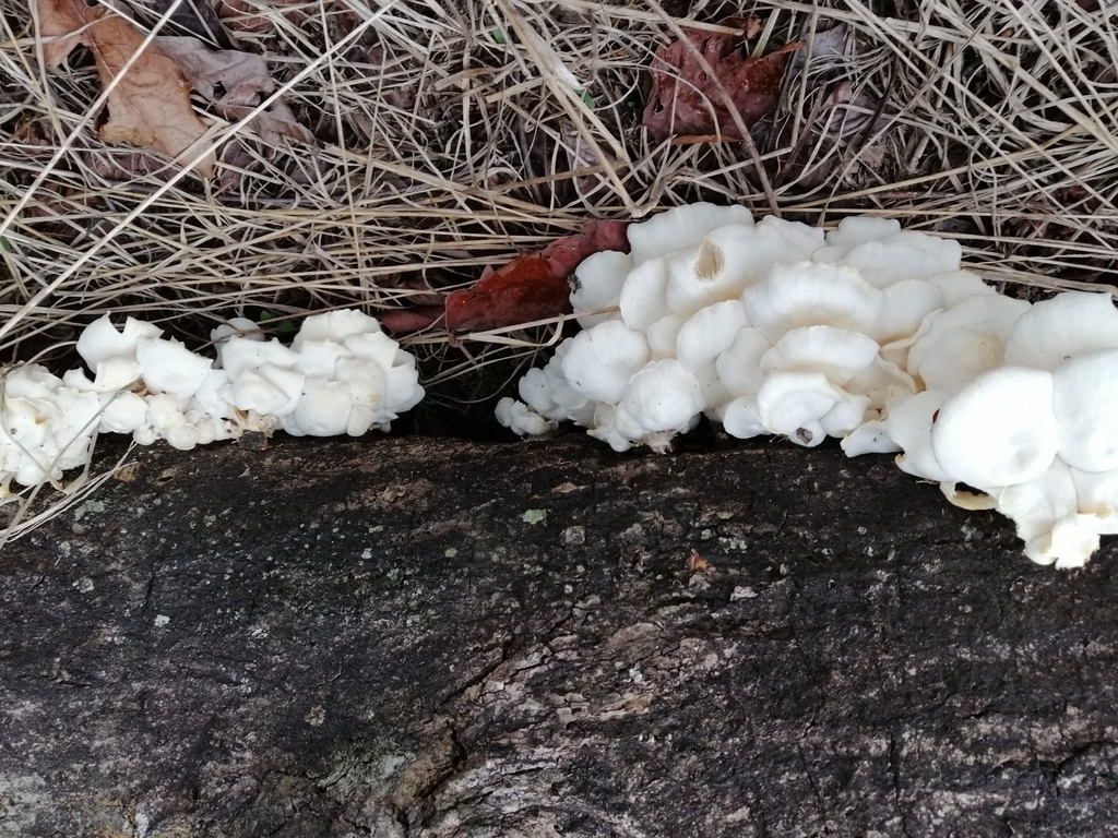 Lentinus concavus · February 2020 · photo: © kozue (iNaturalist, cc-by-sa)