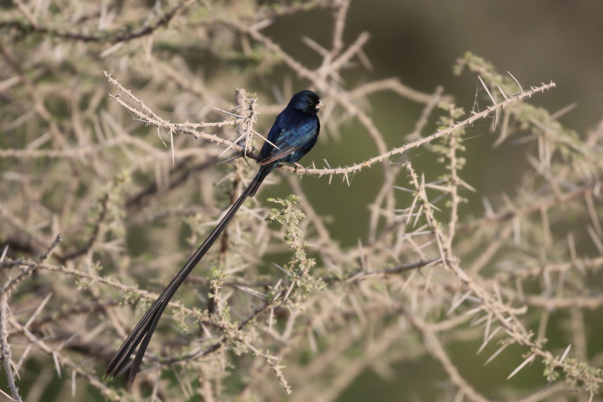 Steel-blue Whydah (Vidua hypocherina), photo 3