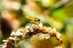 Sphaerophoria pyrrhina