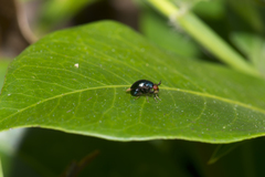 Spaniocelyphus cognatus