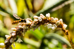 Sphaerophoria pyrrhina