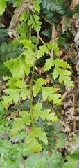 Pteris saxatilis