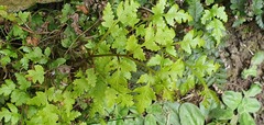 Pteris saxatilis