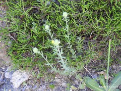 Linaria saxatilis
