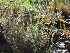 Thymus mastichina