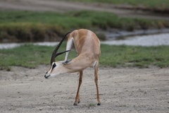 Grant's Gazelle photo 5