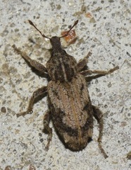 Listroderes difficilis