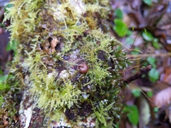 Cryptomastix germana