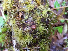Cryptomastix germana