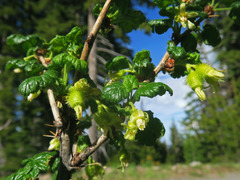 Ribes watsonianum