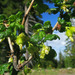 Watson's Gooseberry - Photo (c) Adam Schneider, some rights reserved (CC BY-NC), uploaded by Adam Schneider