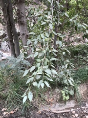 Alnus oblongifolia