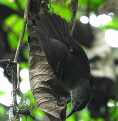 Epinecrophylla fulviventris