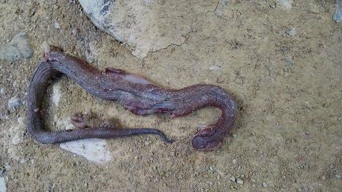 Barbour's Montane Pit Viper