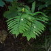 Oriental Ostrich Fern - Photo (c) harum.koh, some rights reserved (CC BY-SA), uploaded by harum.koh