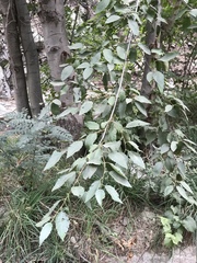 Alnus oblongifolia