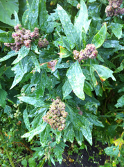 Chenopodium quinoa