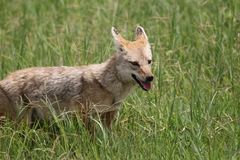 Canis lupaster bea