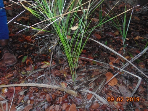 Pseudophoenix sargentii