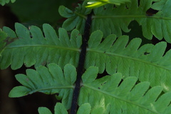 Pentarhizidium orientale