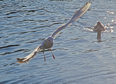 Chroicocephalus ridibundus