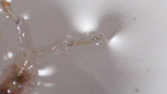 Polycentropus