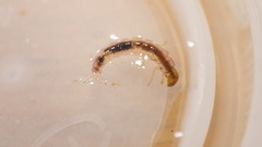Polycentropus