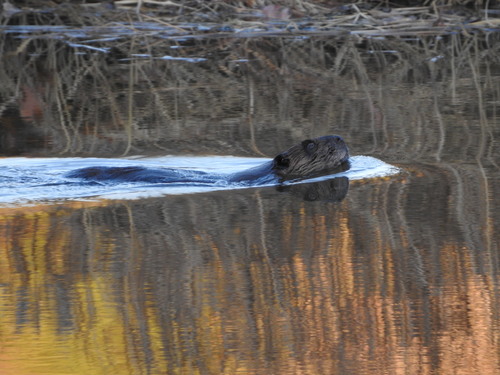 American Beaver photographed in Maine