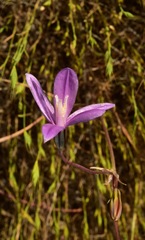 Brodiaea appendiculata