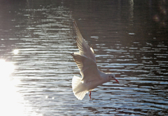 Chroicocephalus ridibundus