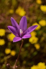 Brodiaea appendiculata