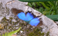 Papilio montrouzieri